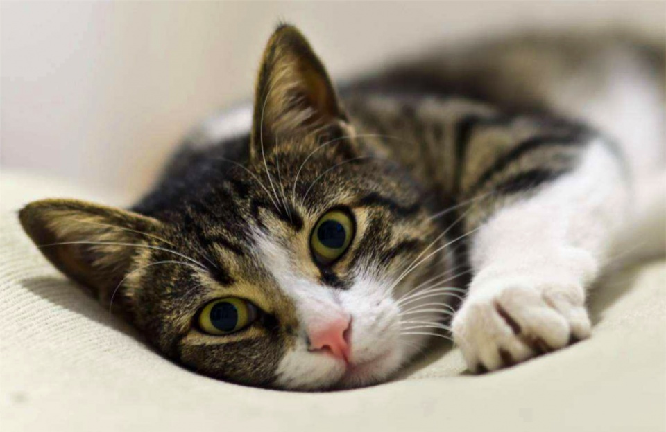 哪种猫最通人性好看又好养,猫界中最通人性的几种猫你养了吗