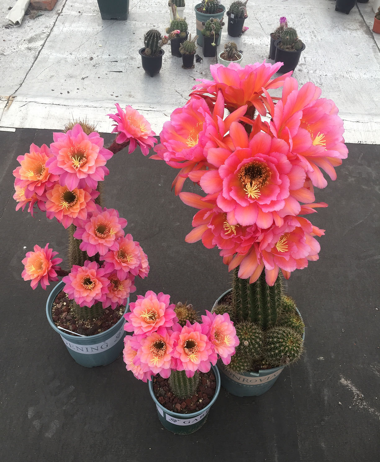 毛花柱仙人球品种大全,顶级精品仙人球花