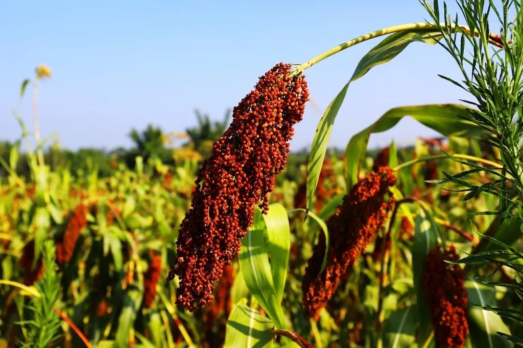 新疆的名酒伊力特酒价格是多少,伊力特酒新疆地位