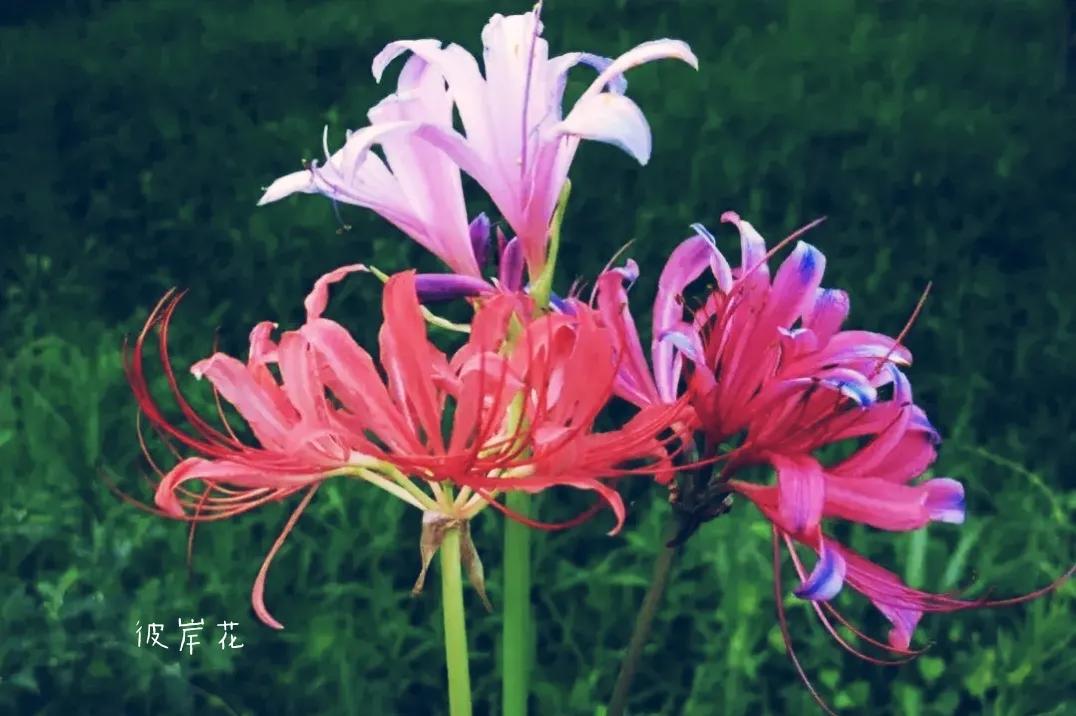 曼珠沙华培育,曼珠沙华要打造什么