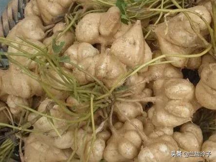 葛薯种植,葛薯热量