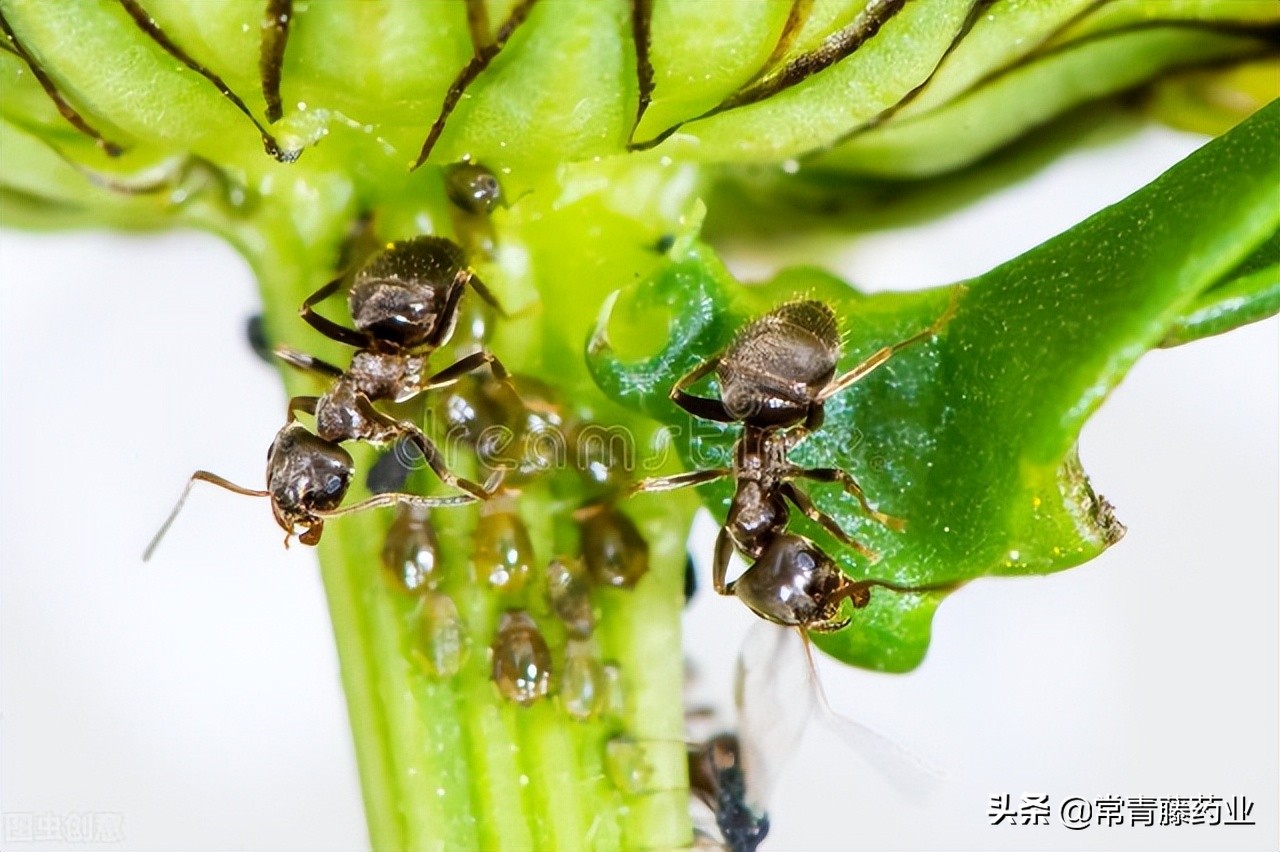 体虱和阴虱头虱的区别,头虱体虱阴虱怎么治疗