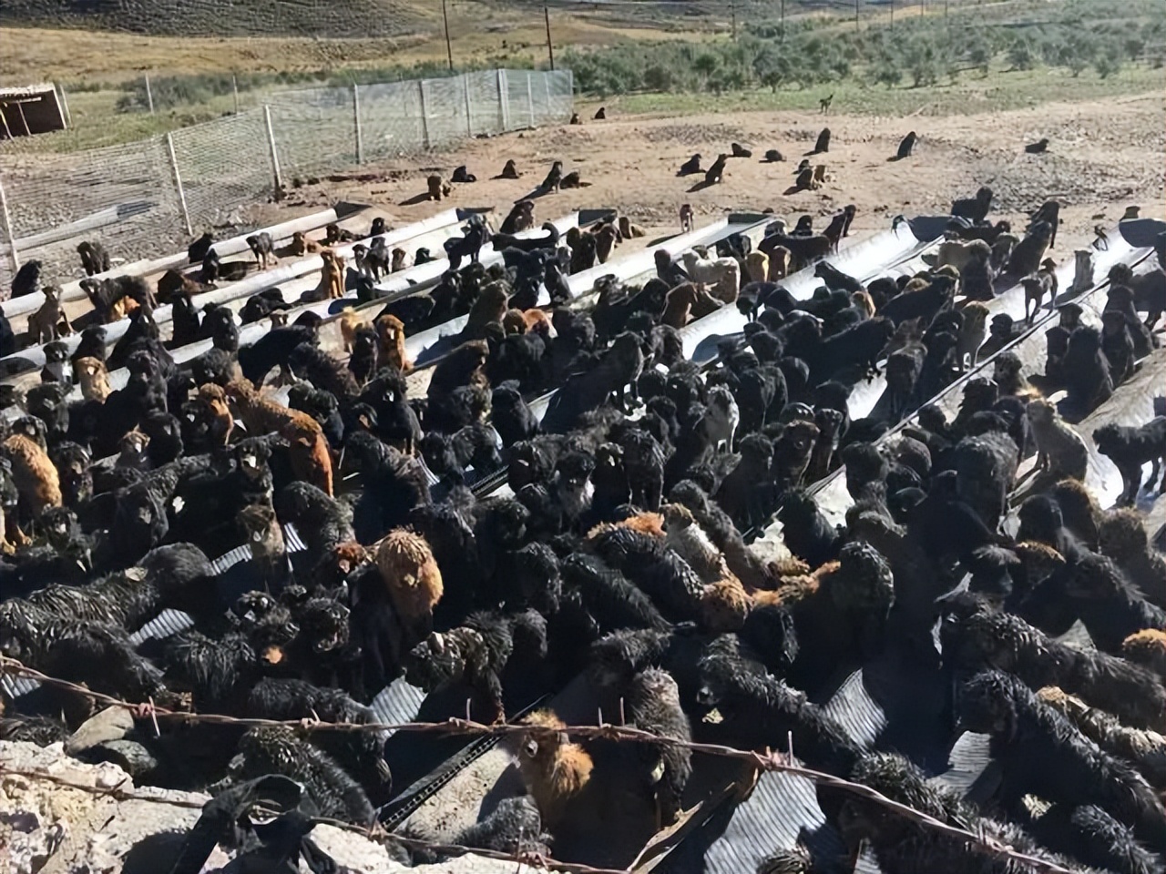 川藏线遇到流浪犬,川藏线为什么那么多流浪狗