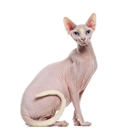 最贵的猫品种多少钱一只,2021年全球十大最昂贵的猫品种