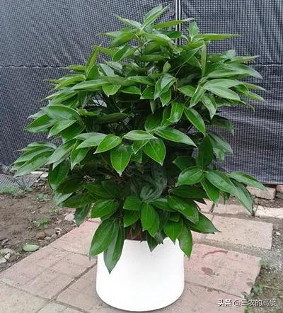 家门前种这6种树旺宅,门前种三种树旺宅招财