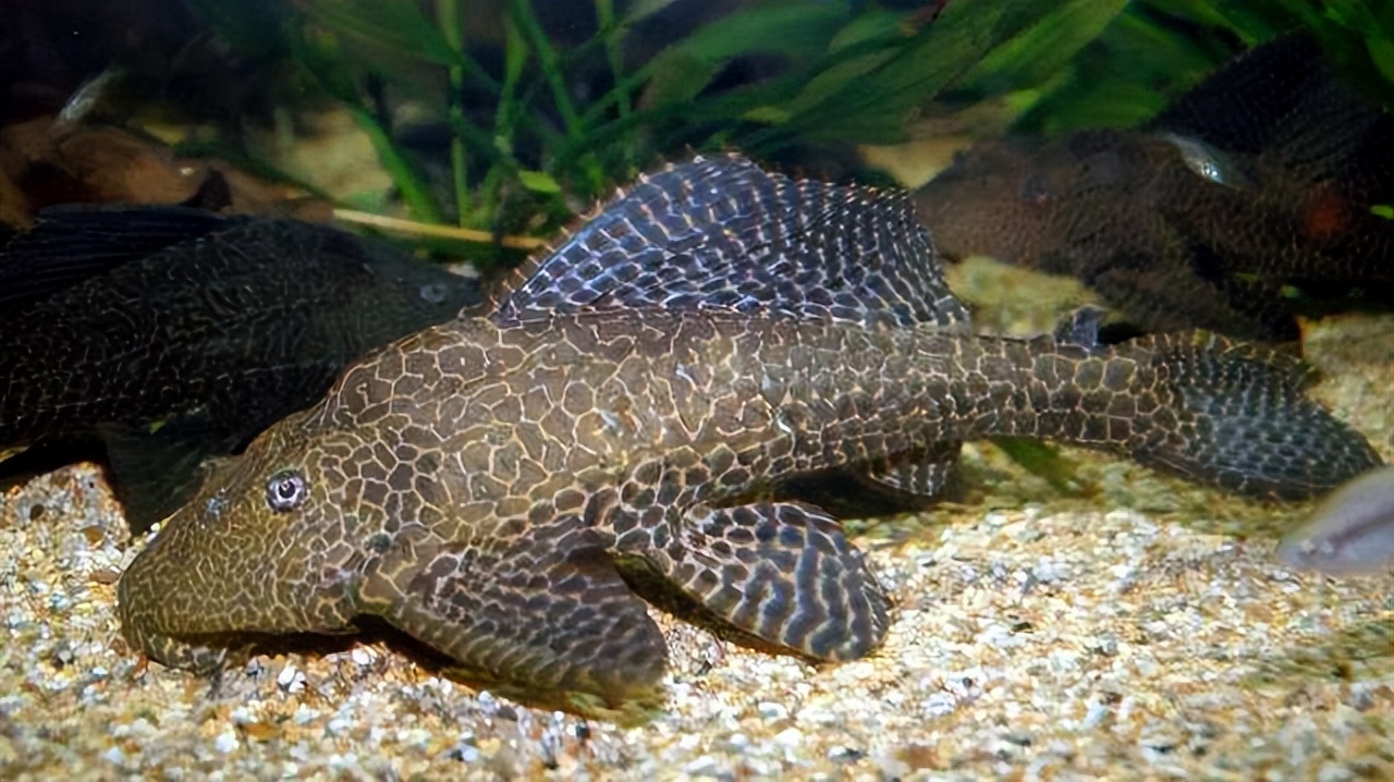 珍珠鳖在中国有天敌吗,珍珠鳖在美国泛滥了吗