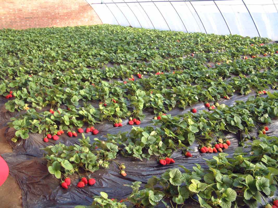 种植最赚钱的农业项目,农业现在种植什么项目好做