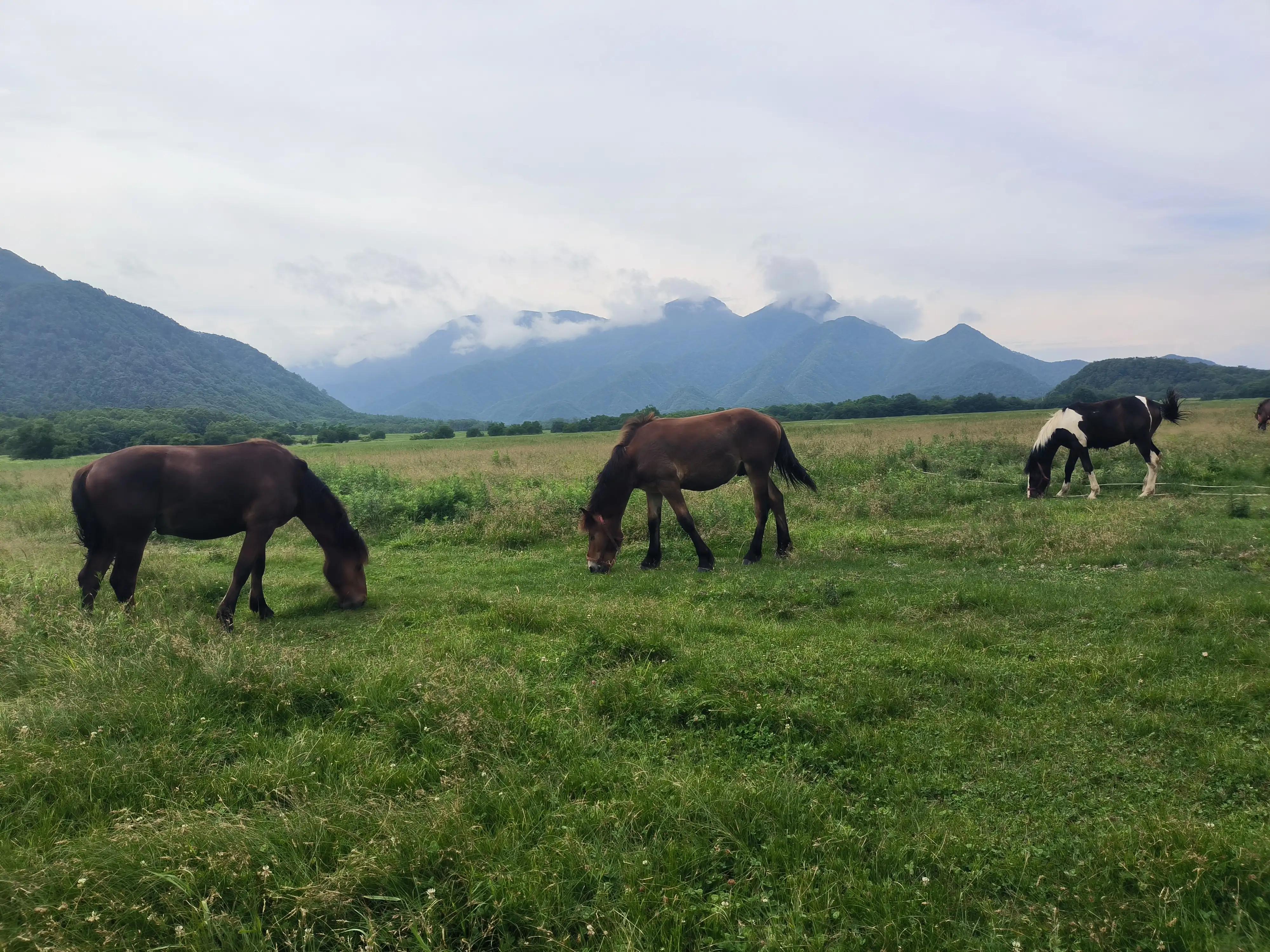 武汉到神农架高铁开通了吗,武汉到神农架汽车多长时间