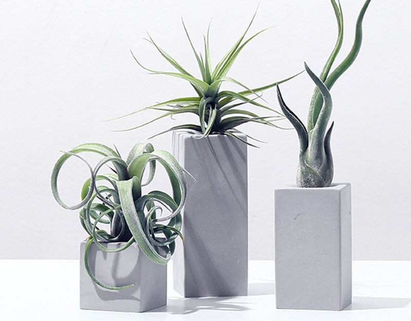 治愈系盆栽绿植推荐,室内小型绿植花卉推荐品种