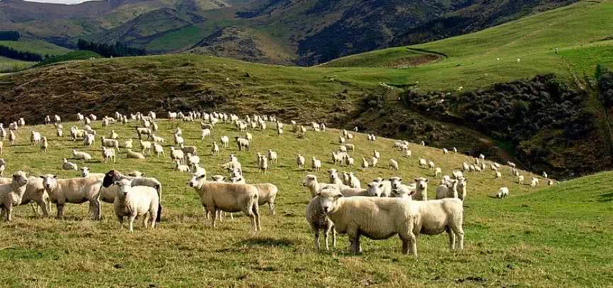 同是岛国，同是发达国家，新西兰与新加坡差别太大了