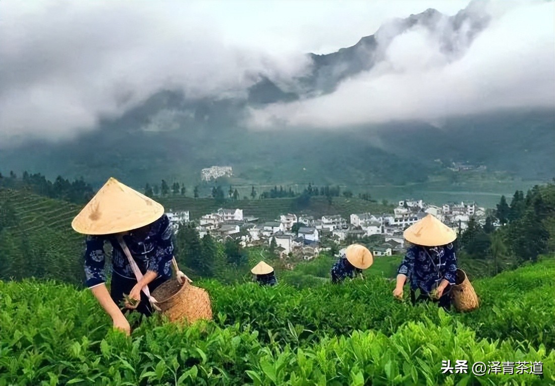 十大名茶是指哪十大,中国十大名茶最新排行建议收藏