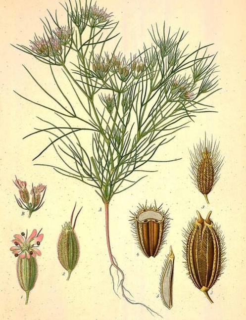 孜然是什么植物结的籽,孜然果实有哪些