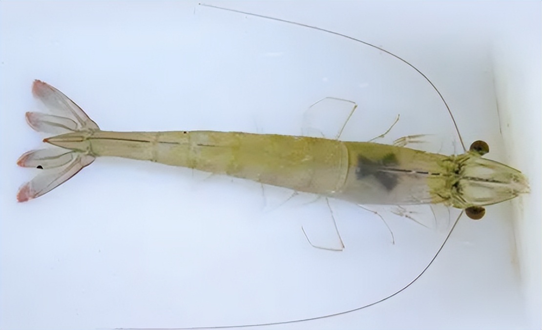 对虾养殖的碳氮磷比,对虾溶氧与产量的关系