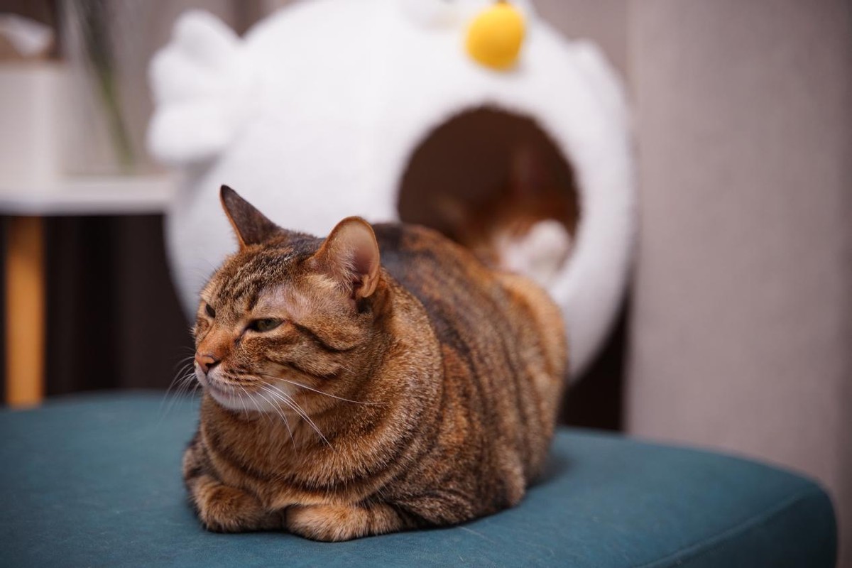 小狗除螨吸尘器怎样清洁,小狗牌吸尘器怎么清洁