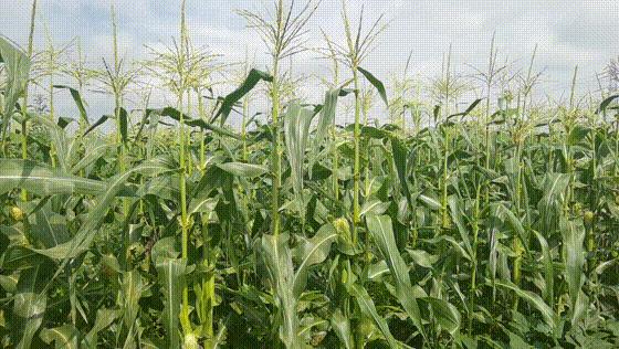 两元一根玉米,水果玉米现摘现发可生吃爆浆