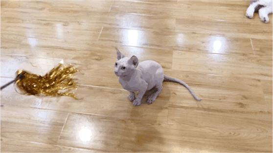 养猫一时爽撸猫火葬场,买猫一时爽养猫火葬场