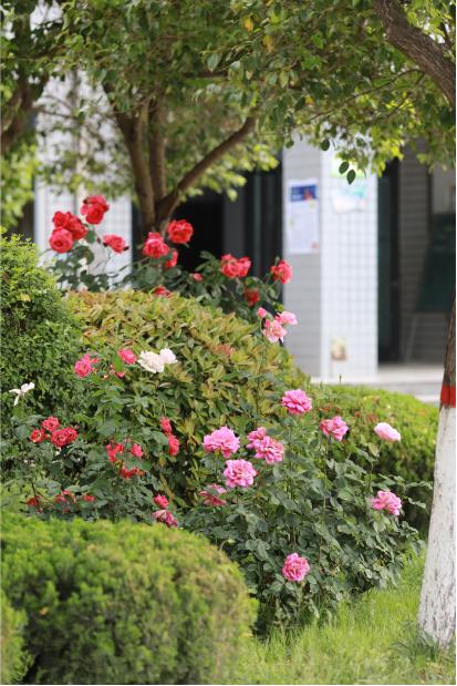 河北省邢台市第三中学高中怎么样,河北省级示范高中名单邢台