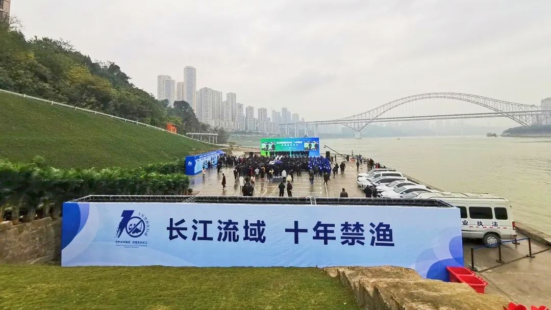 十年禁渔看长江鱼群物种更多样,长江禁渔仅两年就鱼群翻涌