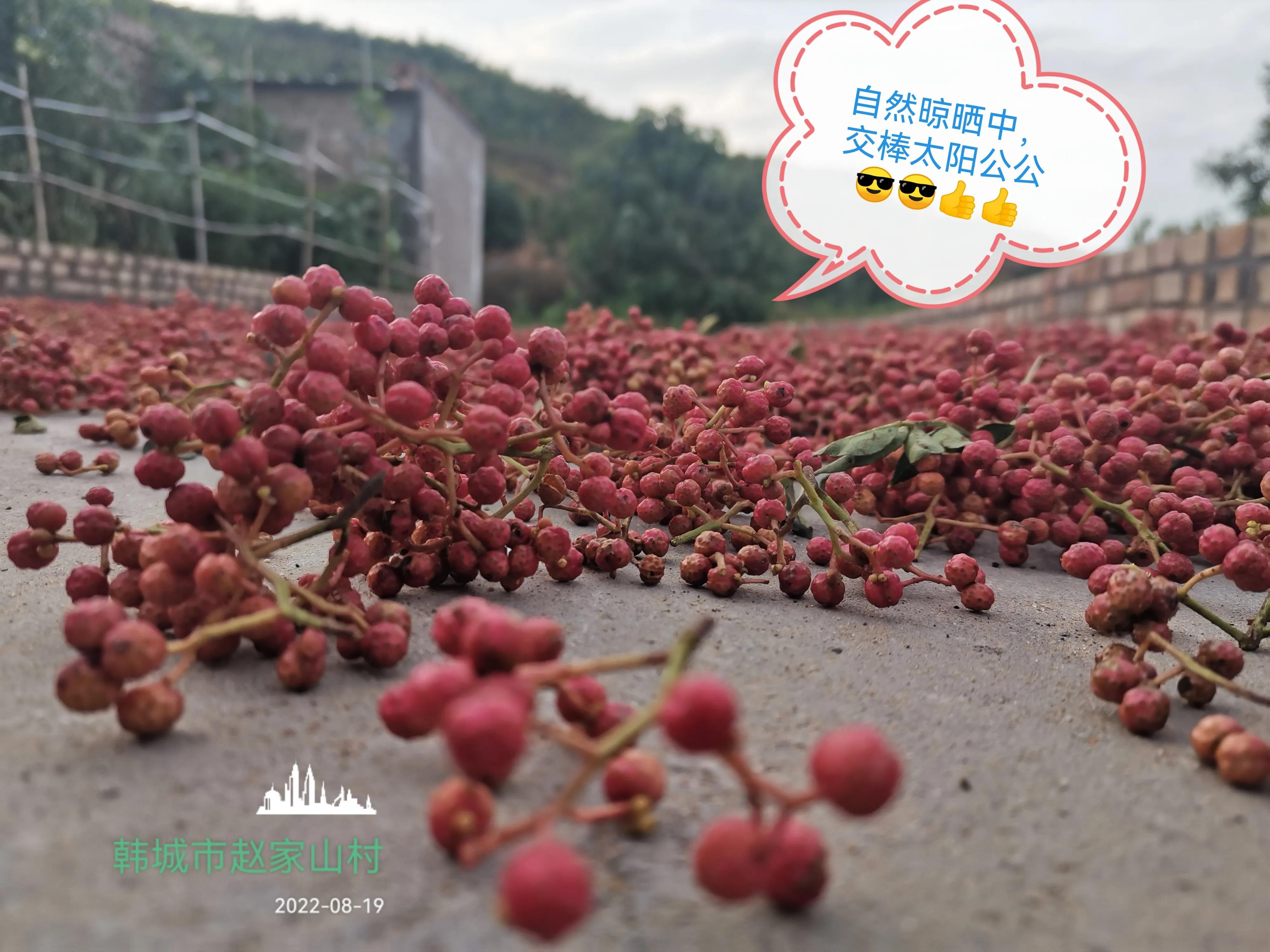 韩城花椒和汉源大红袍花椒哪个好 (韩城大红袍花椒继续热销)