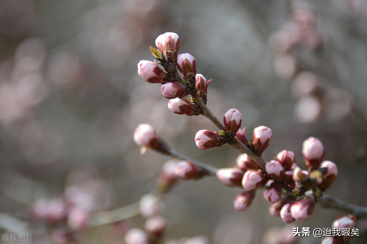 被偏爱的一方总是有恃无恐,被偏爱的总是有恃无恐文案