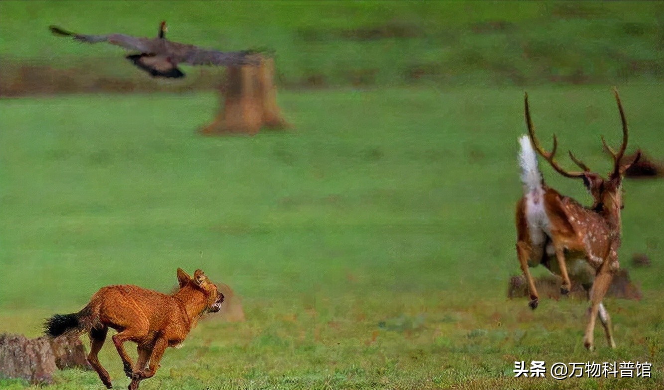 祁连山发现8只“红狗”!被称为猛兽之首,它真敢猎杀老虎?