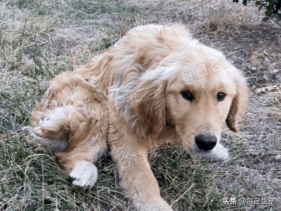 金毛被打断双腿后抛弃，热心小伙心疼狗狗，不惜花重金医治它