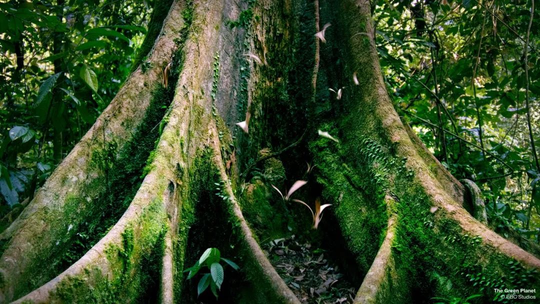 96岁还在奔波工作，这老爷子做出了今年9.8分神片