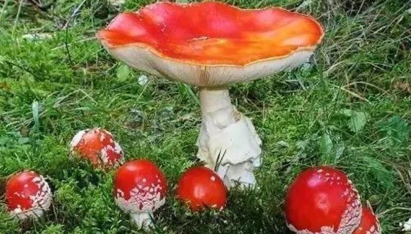 香瓜发苦，含有毒素！这4种食物导致的疾病，夏季高发