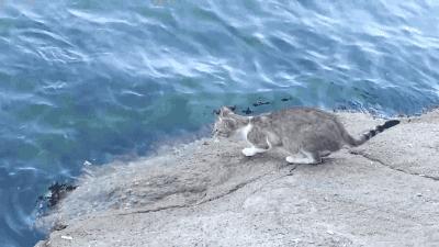 为什么老人都说家里不能养两只猫,十大不适合家养的猫