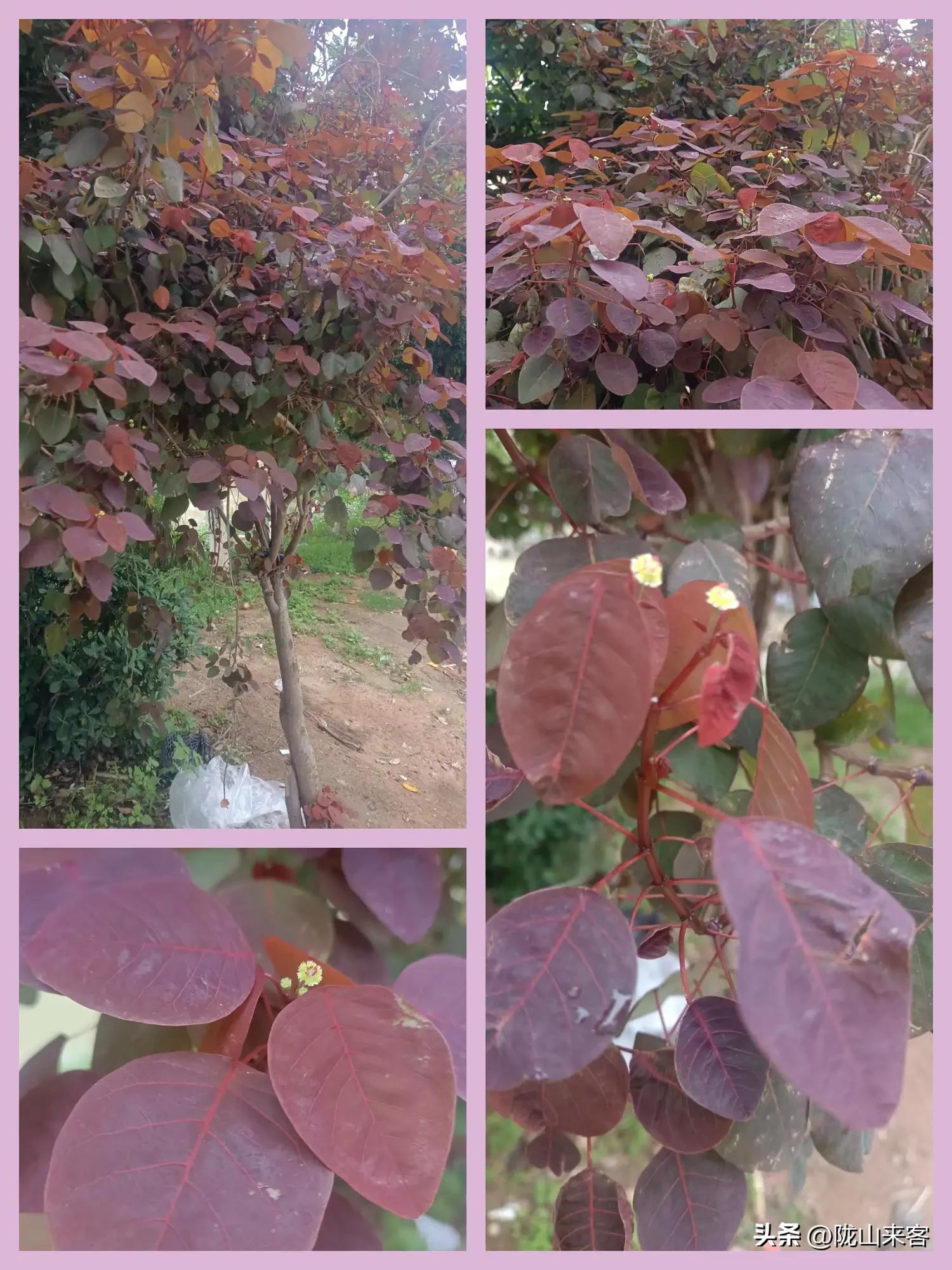 看图识花卉查询,看图识别花草树木