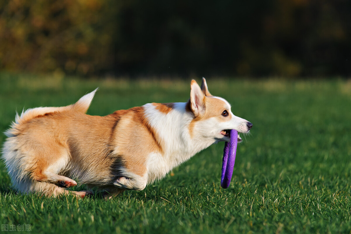 刚到家的狗狗怎么让他熟悉环境,狗狗到新家不适应环境的表现