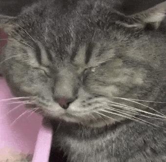 流泪猫猫头原图,最近猫猫头为什么这么火