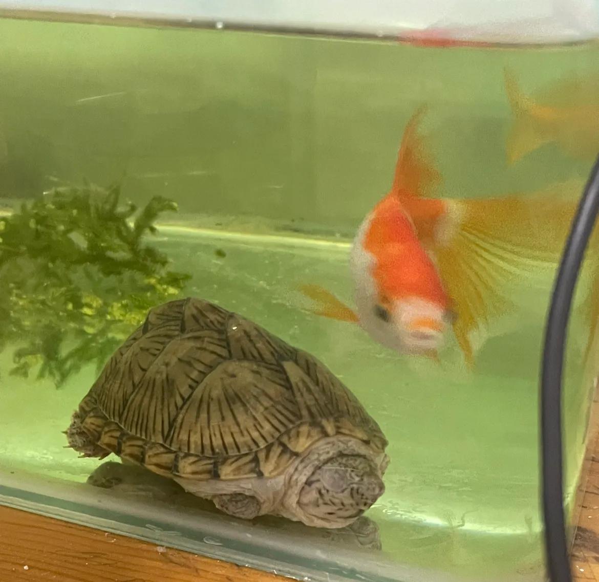 乌龟好看好玩又好养的蛋龟,最值得养的蛋龟品种