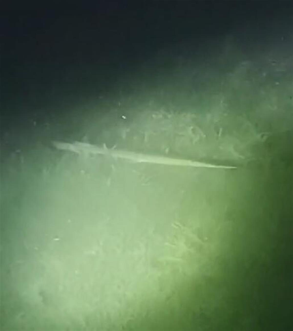 为什么鳄雀鳝能存活1亿年,捕捉一只鳄雀鳝有多难