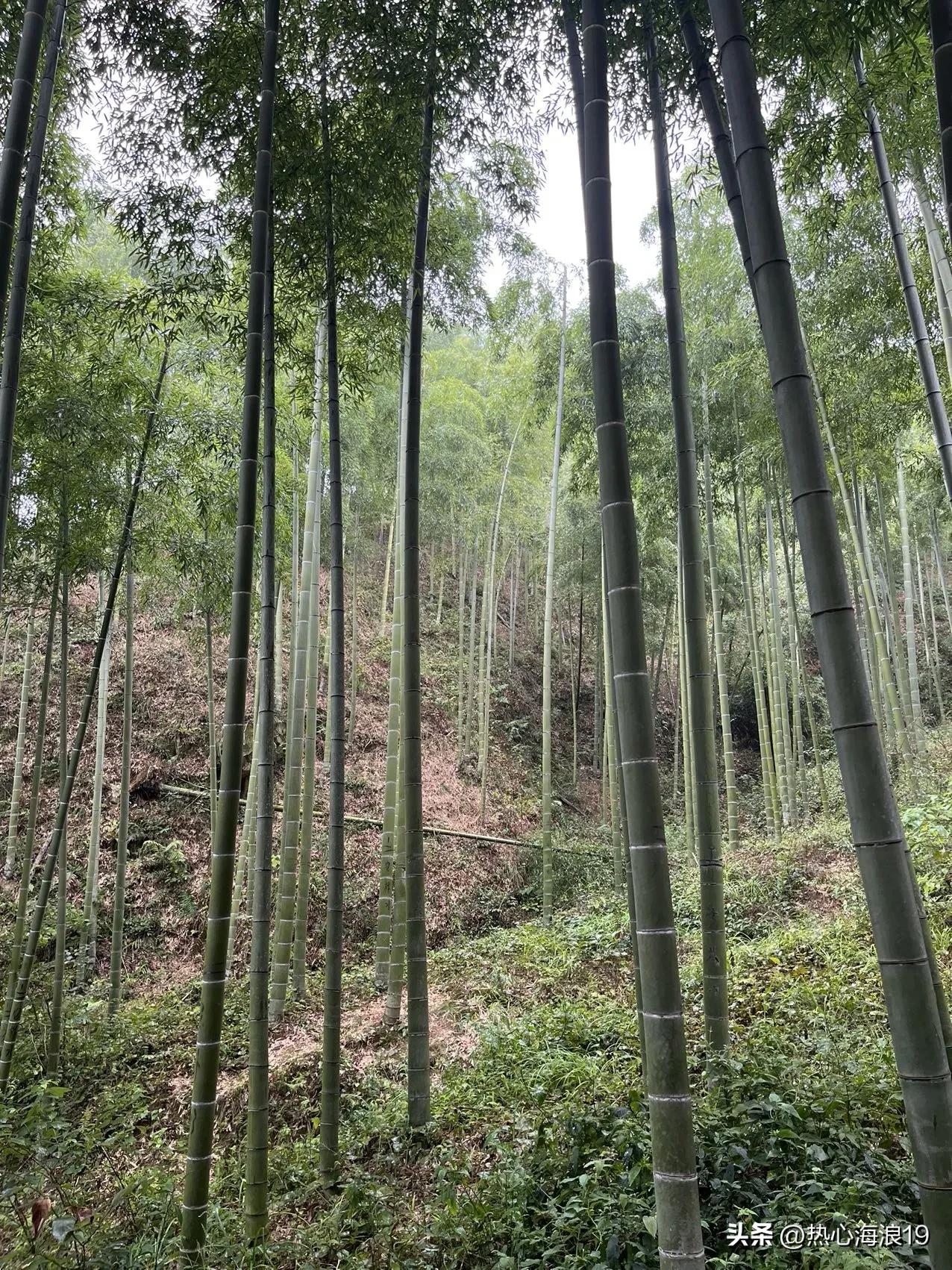 来自中国大竹海的静思