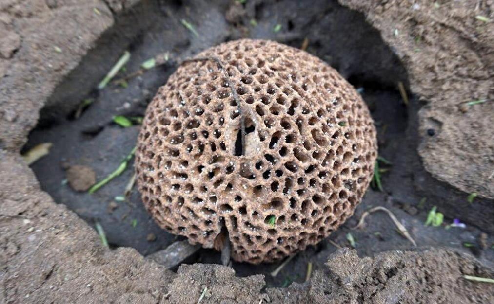 白蚁窝怎么去除最有效,隐藏在墙内的白蚁怎么根治