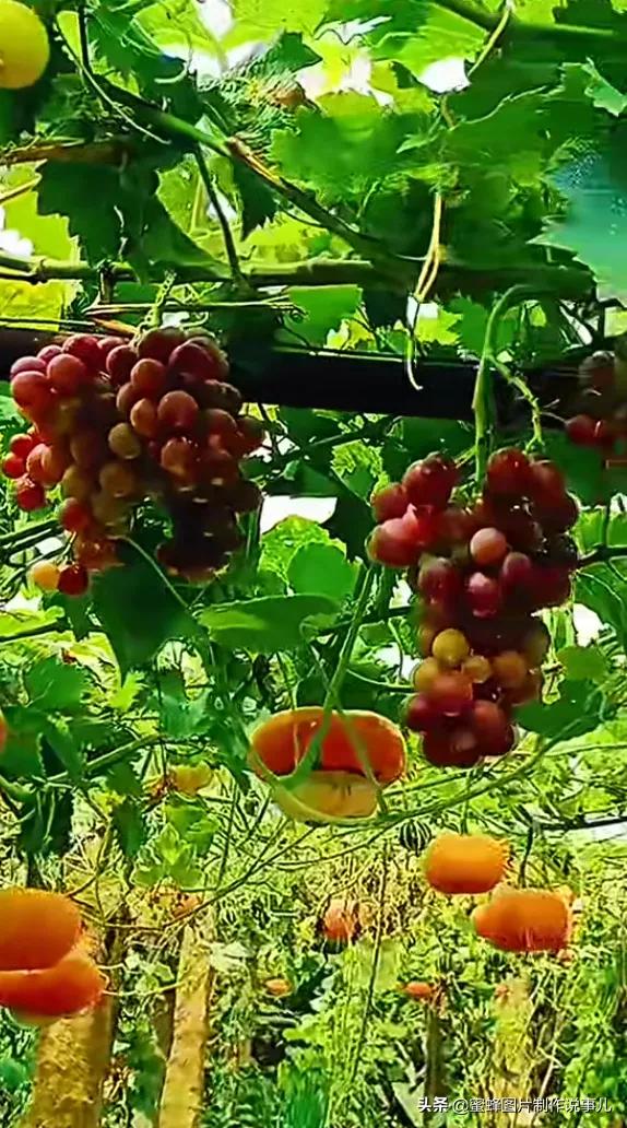 壁纸美图,各种水果,果香四溢,酸甜可口,丰收的喜悦