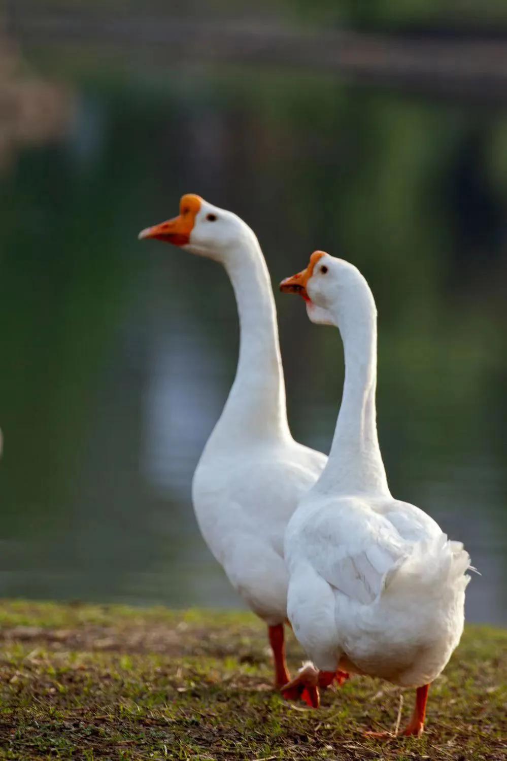 散文作诗,散文白鹅