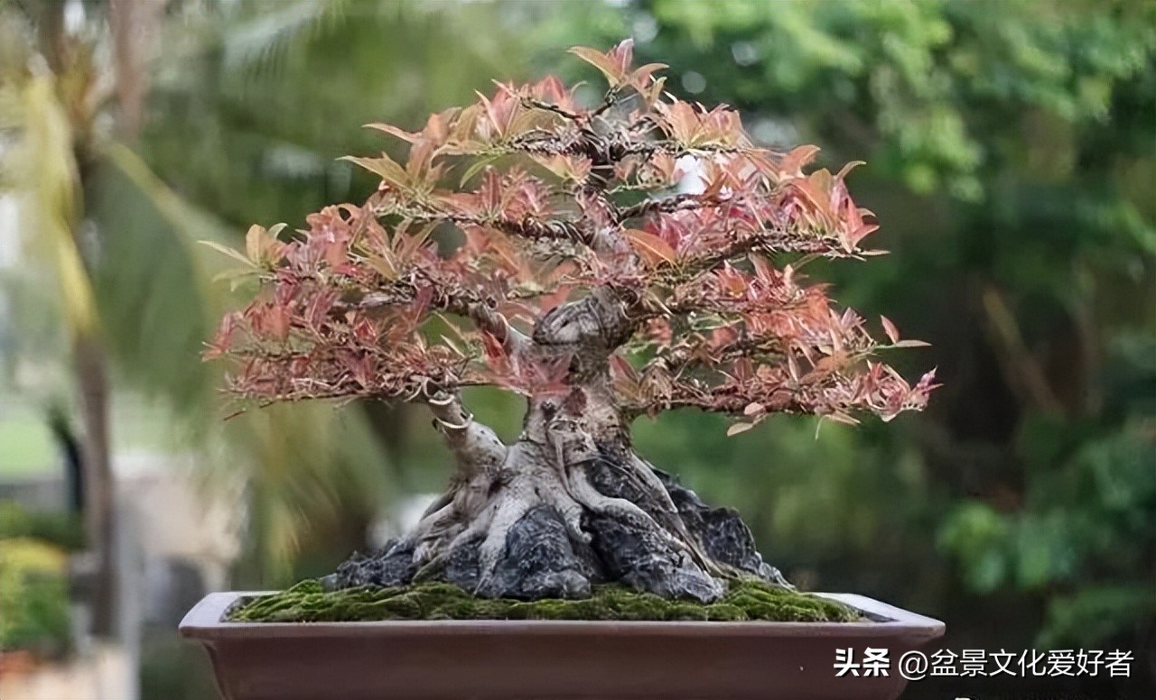 对节白蜡盆景一寸三弯修剪技巧,盆景枝条蟠扎后如何正确拿弯