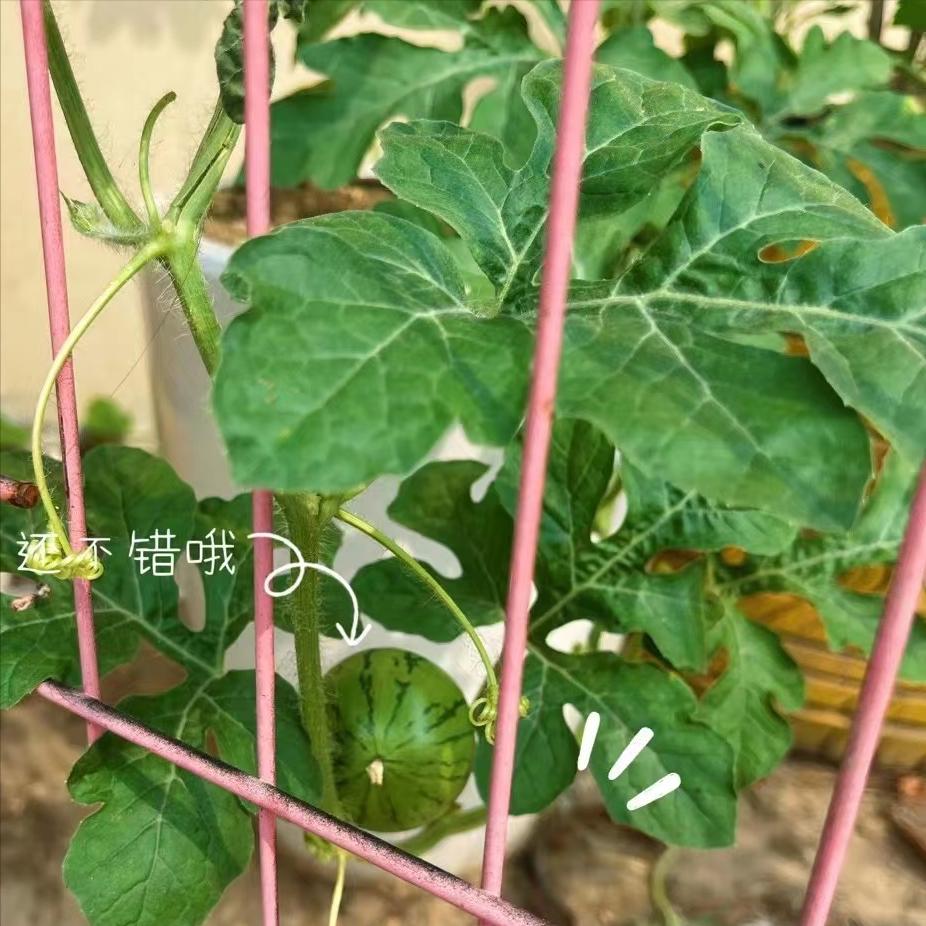 西瓜叶子缩卷发黄怎么回事,西瓜苗缓苗期叶子发蔫卷缩咋回事