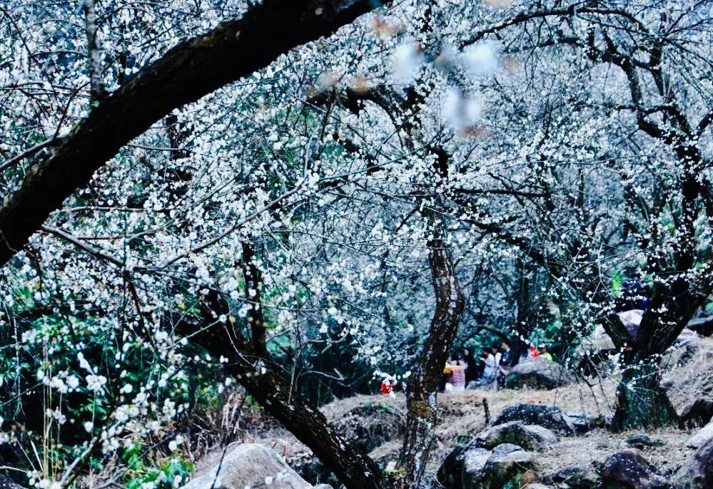 梁化梅园风景区,梁化梅园图片