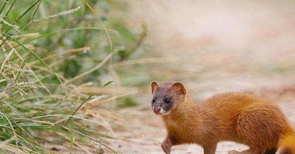 李时珍为什么不吃黄鼠狼呢,为什么黄鼠狼不宜吃