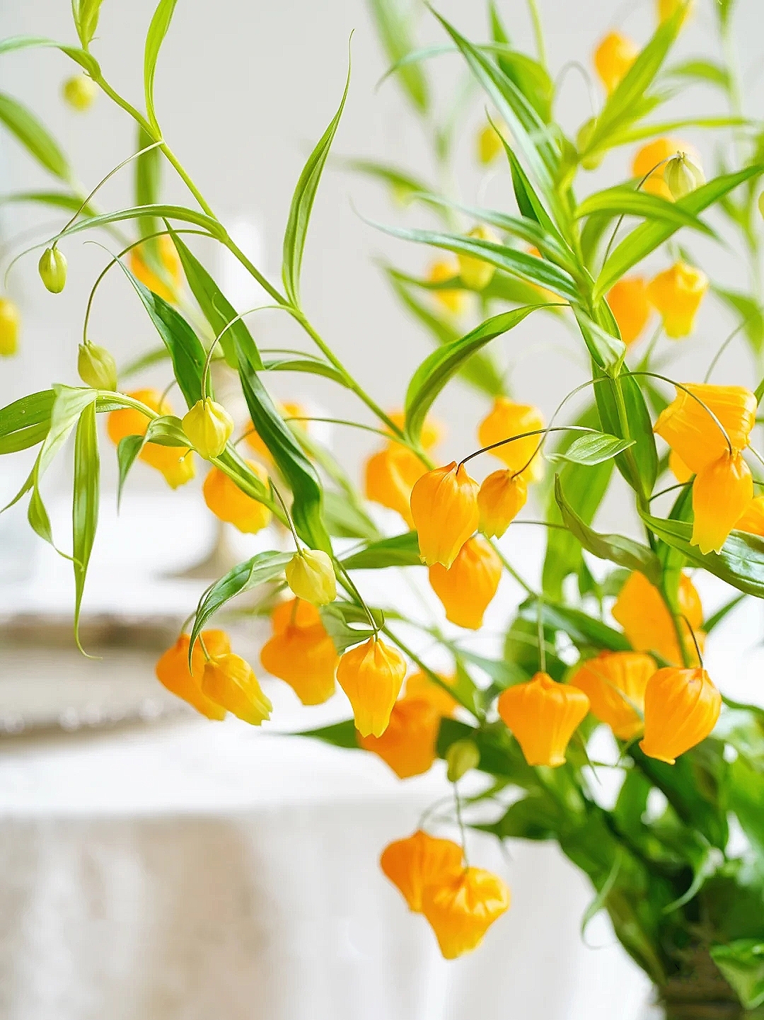 花艺教程花材打理知识,花艺教程常用花材及叶材有哪些