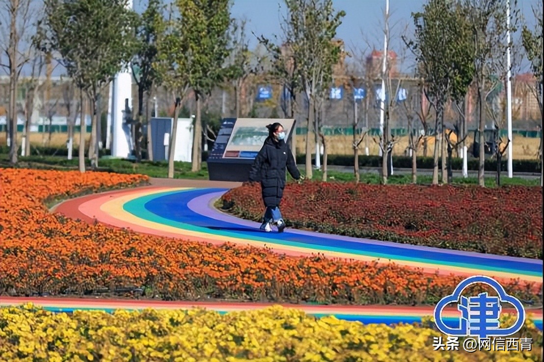 【津云镜头】空港七彩花田：深秋绽放格外鲜艳