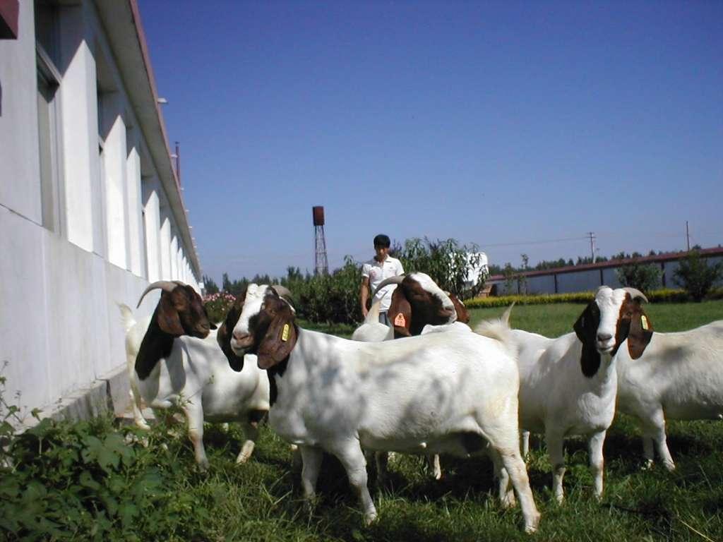 第一次养羊喂多少饲料合适,第一次养羊怎么选羊