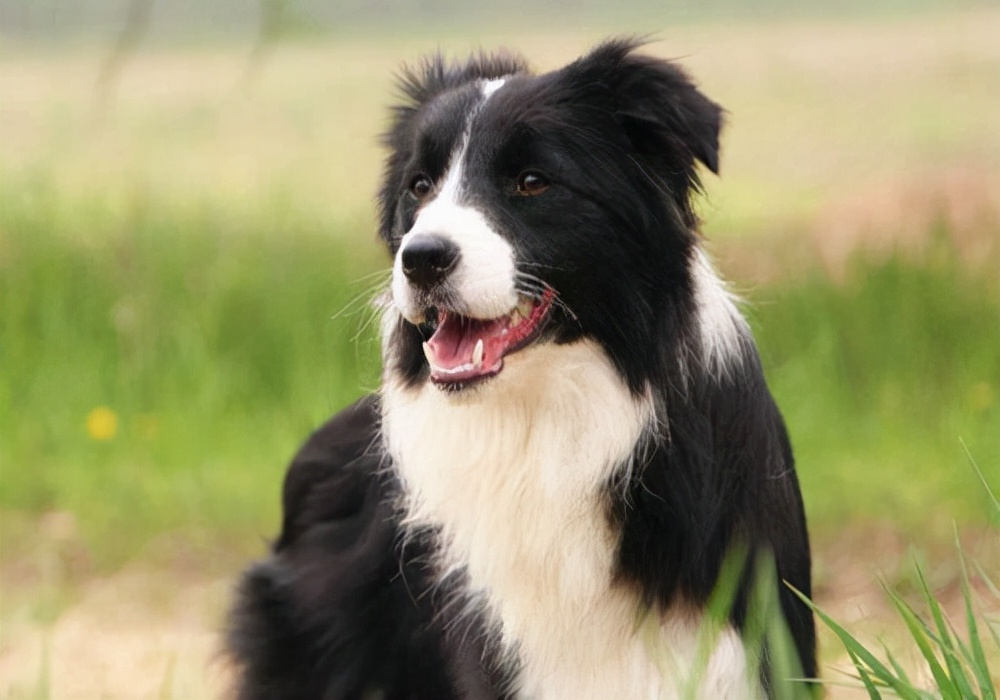 萌宠饲养技巧,狗狗瘸了应该怎么养着