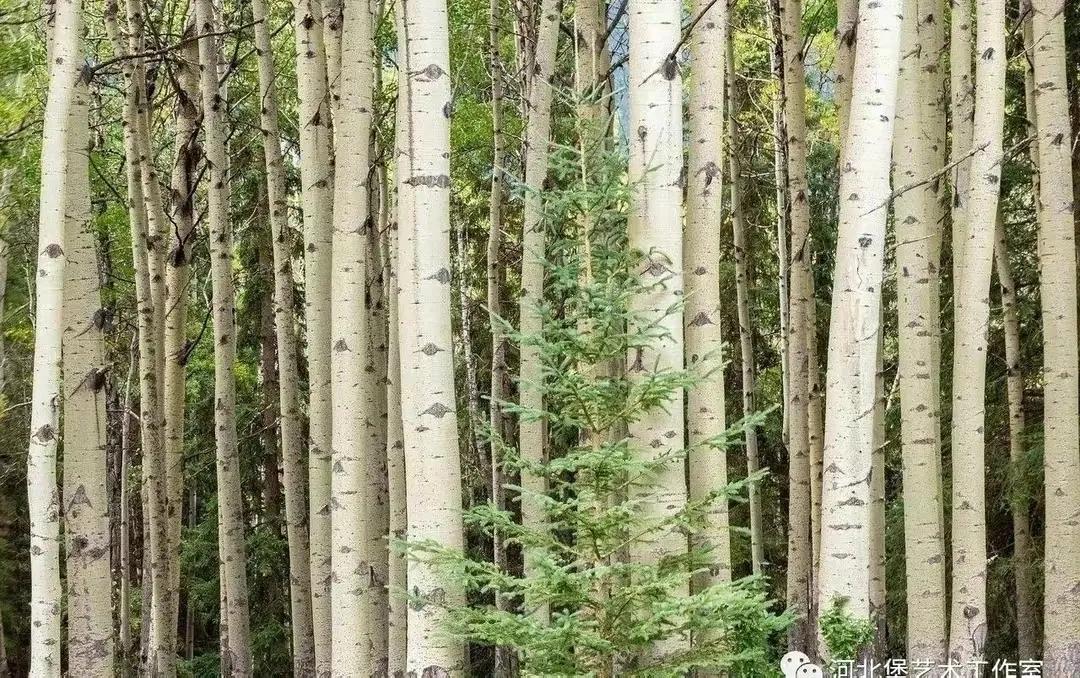 赞美白杨树,散文白杨礼赞朗诵