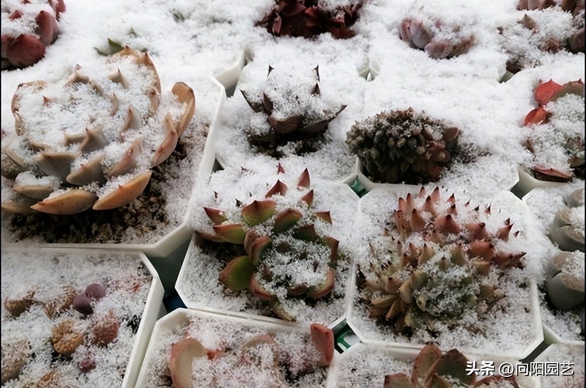 多肉冬天冻了,多肉冻成透明状能活吗