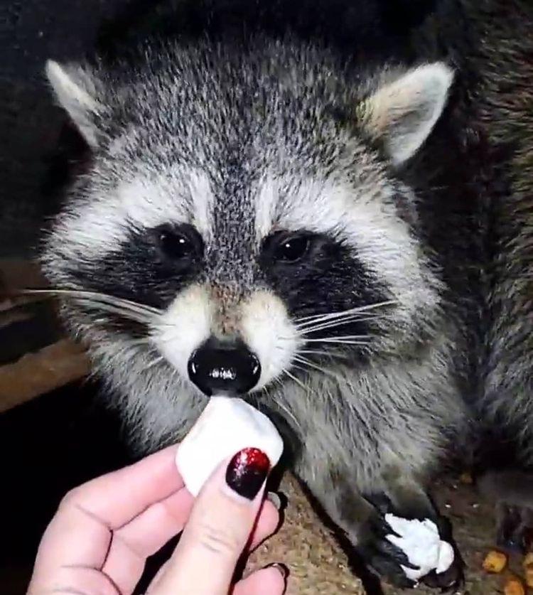 鍔犳嬁澶у皬娴g唺骞煎唇,鍔犳嬁澶у杺鍏诲皬娴g唺