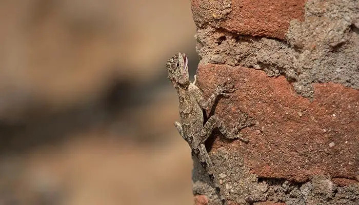 壁虎为什么有毒,为什么有的人会害怕壁虎